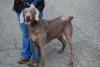 01_02_10 Gobbles Weim4